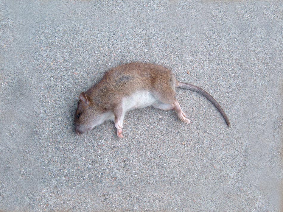 Armadilha para Ratos em São Paulo